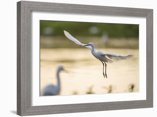 Graceful Landing-Staffan Widstrand-Framed Giclee Print