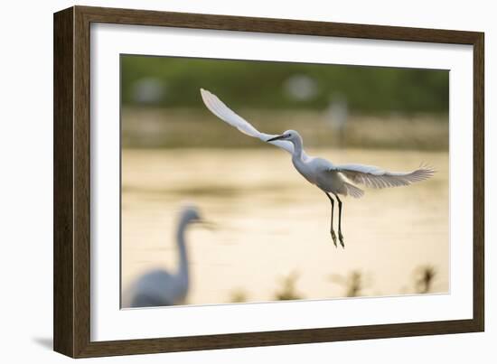 Graceful Landing-Staffan Widstrand-Framed Giclee Print