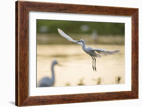 Graceful Landing-Staffan Widstrand-Framed Giclee Print