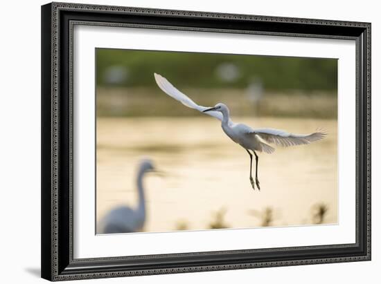 Graceful Landing-Staffan Widstrand-Framed Giclee Print