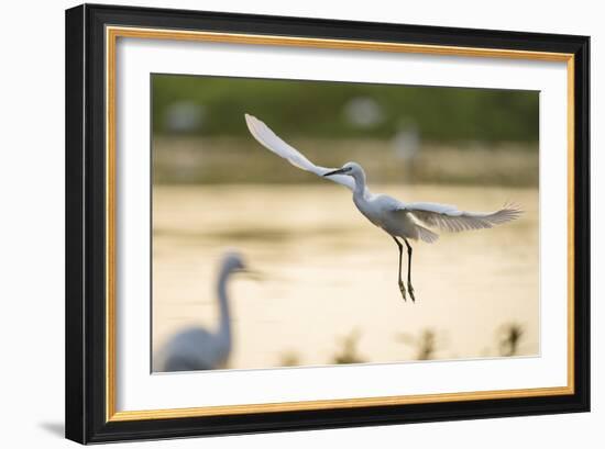 Graceful Landing-Staffan Widstrand-Framed Giclee Print