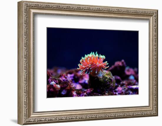 Graceful Majano Anemone (Anemonia Gracilis)-vojce-Framed Photographic Print