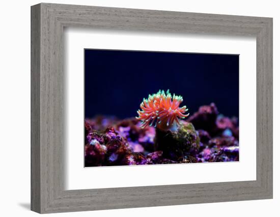 Graceful Majano Anemone (Anemonia Gracilis)-vojce-Framed Photographic Print