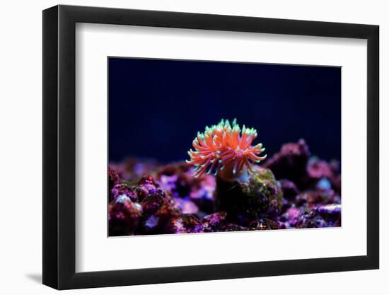 Graceful Majano Anemone (Anemonia Gracilis)-vojce-Framed Photographic Print