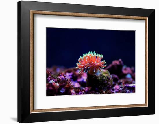 Graceful Majano Anemone (Anemonia Gracilis)-vojce-Framed Photographic Print