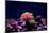 Graceful Majano Anemone (Anemonia Gracilis)-vojce-Mounted Photographic Print