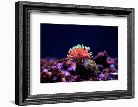 Graceful Majano Anemone (Anemonia Gracilis)-vojce-Framed Photographic Print