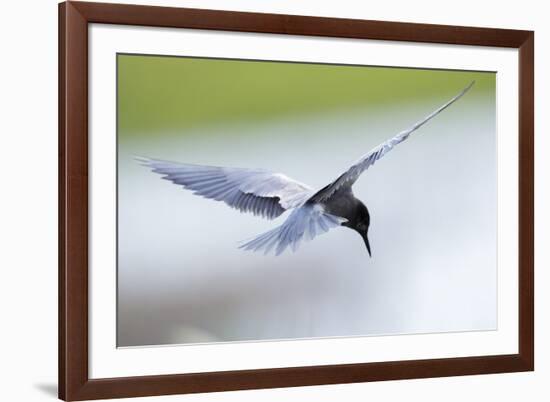 Graceful Pause-Staffan Widstrand-Framed Giclee Print