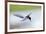 Graceful Pause-Staffan Widstrand-Framed Giclee Print