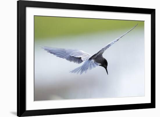 Graceful Pause-Staffan Widstrand-Framed Giclee Print