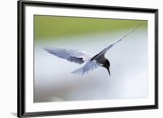 Graceful Pause-Staffan Widstrand-Framed Giclee Print