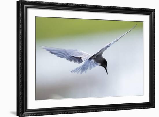 Graceful Pause-Staffan Widstrand-Framed Giclee Print