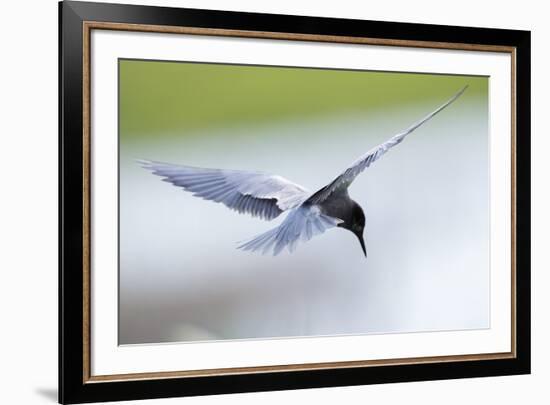 Graceful Pause-Staffan Widstrand-Framed Giclee Print