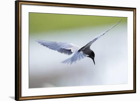 Graceful Pause-Staffan Widstrand-Framed Giclee Print