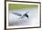 Graceful Pause-Staffan Widstrand-Framed Giclee Print