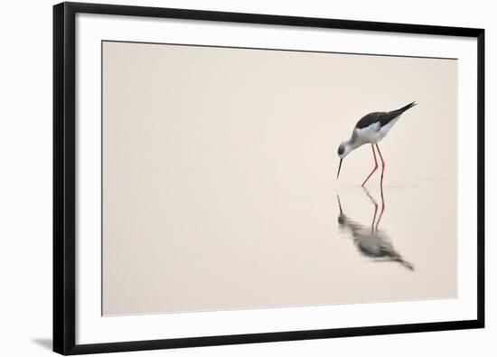 Graceful Reflection-Staffan Widstrand-Framed Giclee Print