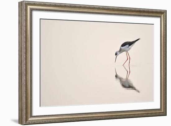 Graceful Reflection-Staffan Widstrand-Framed Giclee Print