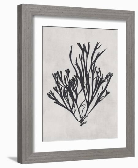Gracilaria multipartita - Noir-Henry Bradbury-Framed Giclee Print