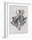 Gracilaria multipartita - Noir-Henry Bradbury-Framed Giclee Print