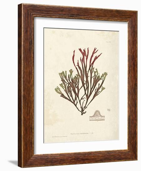 Gracilaria multipartita-Henry Bradbury-Framed Giclee Print