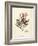Gracilaria multipartita-Henry Bradbury-Framed Art Print