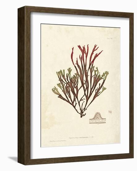 Gracilaria multipartita-Henry Bradbury-Framed Art Print