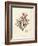 Gracilaria multipartita-Henry Bradbury-Framed Art Print