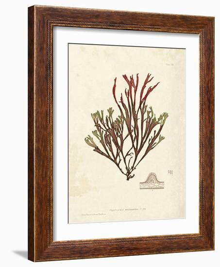 Gracilaria multipartita-Henry Bradbury-Framed Art Print