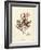 Gracilaria multipartita-Henry Bradbury-Framed Art Print