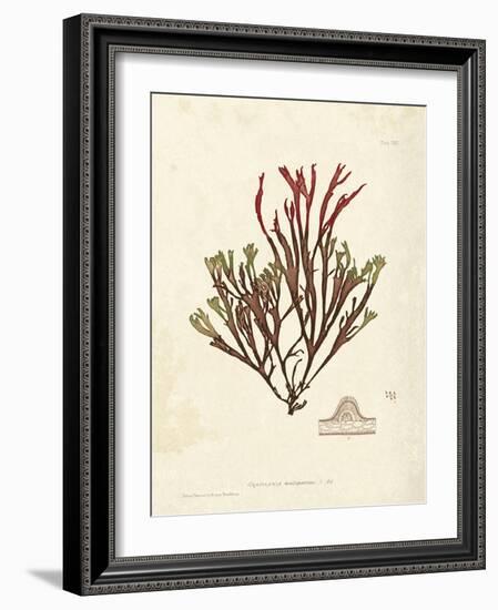 Gracilaria multipartita-Henry Bradbury-Framed Art Print