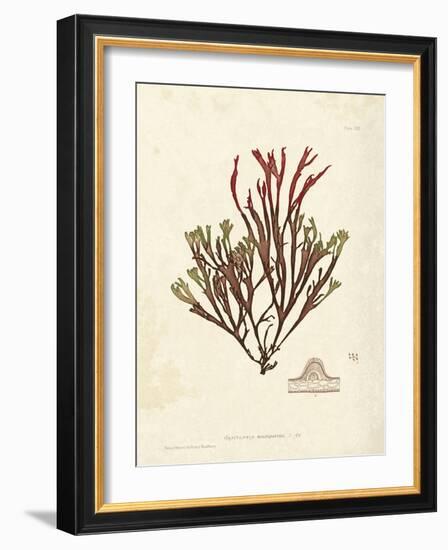 Gracilaria multipartita-Henry Bradbury-Framed Art Print