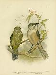Ground Parakeet, 1891-Gracius Broinowski-Giclee Print