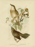 Bauer's Parakeet or Port Lincoln Lory, 1891-Gracius Broinowski-Giclee Print
