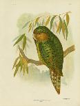 Yellow-Breasted Robin or Eastern Yellow Robin, 1891-Gracius Broinowski-Giclee Print