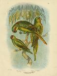 Kakapo, 1891-Gracius Broinowski-Giclee Print