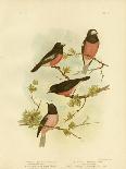 Scarlet-Breasted Robin or Pacific Robin, 1891-Gracius Broinowski-Giclee Print