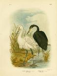 Spotless Egret or Little Egret, 1891-Gracius Broinowski-Giclee Print