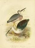 White-Faced Heron, 1891-Gracius Broinowski-Giclee Print