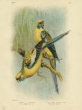Yellow-Breasted Robin or Eastern Yellow Robin, 1891-Gracius Broinowski-Giclee Print