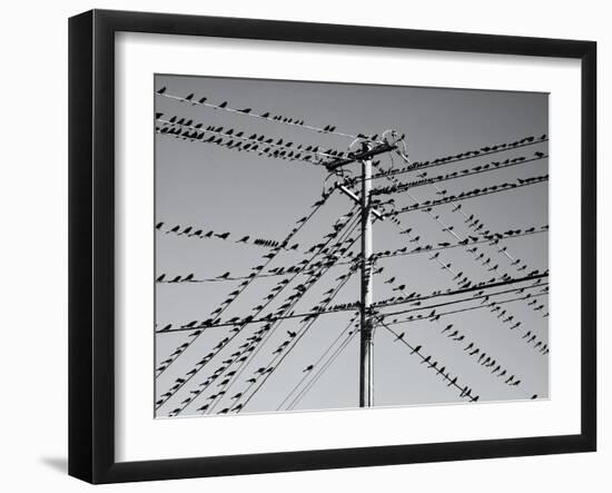 Grackleopolis-John Gusky-Framed Photographic Print