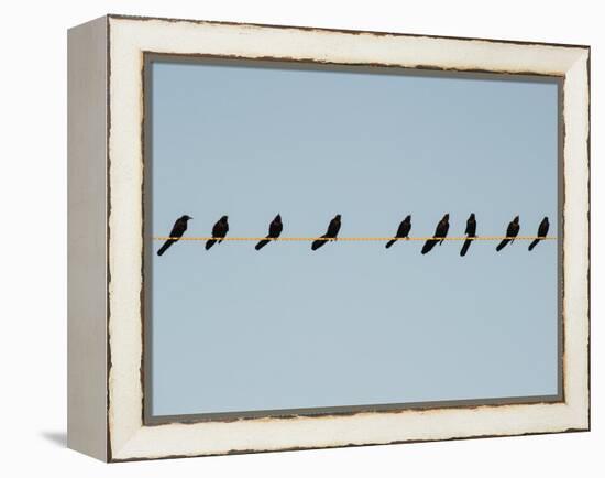 Grackles in a Row-John Gusky-Framed Premier Image Canvas