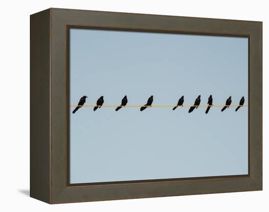 Grackles in a Row-John Gusky-Framed Premier Image Canvas