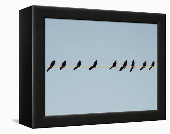 Grackles in a Row-John Gusky-Framed Premier Image Canvas