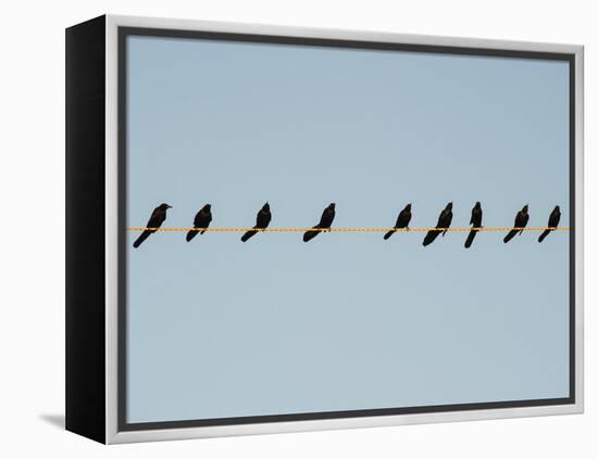 Grackles in a Row-John Gusky-Framed Premier Image Canvas