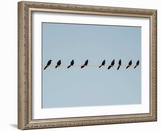 Grackles in a Row-John Gusky-Framed Photographic Print