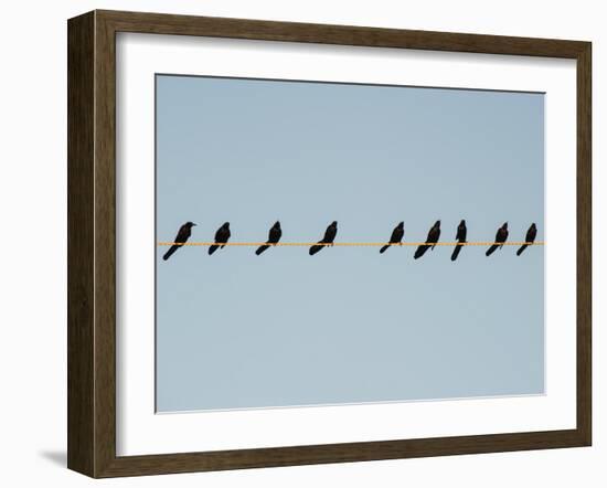 Grackles in a Row-John Gusky-Framed Photographic Print