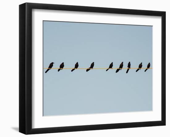 Grackles in a Row-John Gusky-Framed Photographic Print