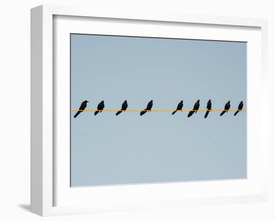 Grackles in a Row-John Gusky-Framed Photographic Print