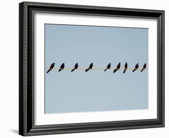 Grackles in a Row-John Gusky-Framed Photographic Print