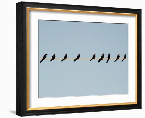 Grackles in a Row-John Gusky-Framed Photographic Print